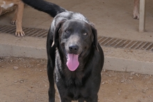 PLACIDA, Hund, Labrador-Shar Pei-Mix in Italien - Bild 1