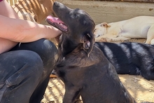 PLACIDA, Hund, Labrador-Shar Pei-Mix in Italien - Bild 12