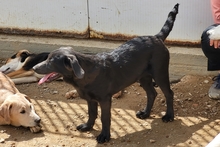 PLACIDA, Hund, Labrador-Shar Pei-Mix in Italien - Bild 13