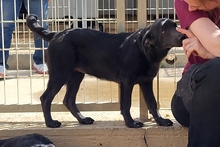 PLACIDA, Hund, Labrador-Shar Pei-Mix in Italien - Bild 16