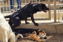 PLACIDA, Hund, Labrador-Shar Pei-Mix in Italien - Bild 17