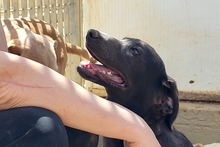 PLACIDA, Hund, Labrador-Shar Pei-Mix in Italien - Bild 19