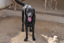 PLACIDA, Hund, Labrador-Shar Pei-Mix in Italien - Bild 2