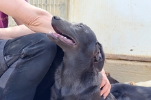 PLACIDA, Hund, Labrador-Shar Pei-Mix in Italien - Bild 20