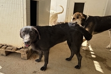 PLACIDA, Hund, Labrador-Shar Pei-Mix in Italien - Bild 5