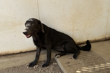 PLACIDA, Hund, Labrador-Shar Pei-Mix in Italien - Bild 6