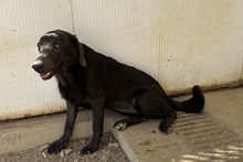 PLACIDA, Hund, Labrador-Shar Pei-Mix in Italien - Bild 8