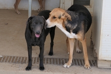 PLACIDA, Hund, Labrador-Shar Pei-Mix in Italien - Bild 9