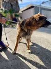 KIRA, Hund, Deutscher Schäferhund in Heretsried - Bild 16