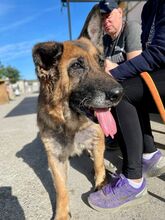 KIRA, Hund, Deutscher Schäferhund in Heretsried - Bild 8