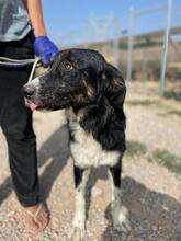 BRUNO, Hund, Mischlingshund in Griechenland - Bild 2