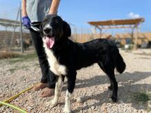 BRUNO, Hund, Mischlingshund in Griechenland - Bild 5