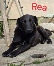 REA, Hund, Mischlingshund in Kroatien - Bild 1