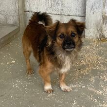 FONZI, Hund, Pekingese-Mix in Ungarn - Bild 1