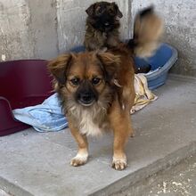 FONZI, Hund, Pekingese-Mix in Ungarn - Bild 3