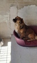 FONZI, Hund, Pekingese-Mix in Ungarn - Bild 5