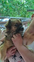 FONZI, Hund, Pekingese-Mix in Ungarn - Bild 7