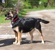 LUJZAS205, Hund, Mischlingshund in Slowakische Republik - Bild 10