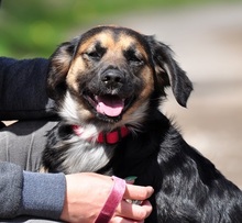 LUJZAS205, Hund, Mischlingshund in Slowakische Republik - Bild 2