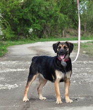 LUJZAS205, Hund, Mischlingshund in Slowakische Republik - Bild 3