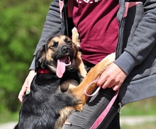 LUJZAS205, Hund, Mischlingshund in Slowakische Republik - Bild 7