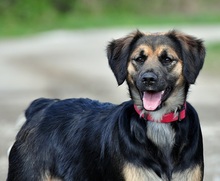 LUJZAS205, Hund, Mischlingshund in Slowakische Republik - Bild 9