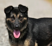 MARCUS, Hund, Mischlingshund in Slowakische Republik - Bild 1