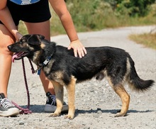 MARCUS, Hund, Mischlingshund in Slowakische Republik - Bild 10