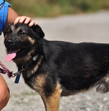 MARCUS, Hund, Mischlingshund in Slowakische Republik - Bild 12