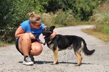 MARCUS, Hund, Mischlingshund in Slowakische Republik - Bild 13