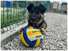 MARCUS, Hund, Mischlingshund in Slowakische Republik - Bild 2