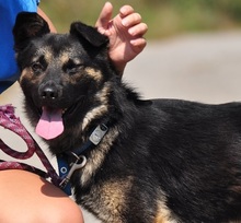 MARCUS, Hund, Mischlingshund in Slowakische Republik - Bild 6