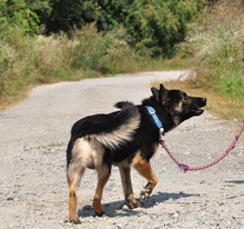 MARCUS, Hund, Mischlingshund in Slowakische Republik - Bild 7