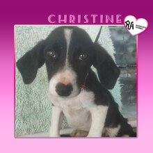 CHRISTINE, Hund, Mischlingshund in Griechenland - Bild 7