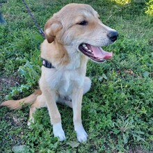 FREDDIE, Hund, Mischlingshund in Griechenland - Bild 2