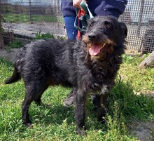 TADE, Hund, Schnauzer-Mix in Ungarn - Bild 1