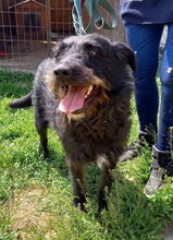 TADE, Hund, Schnauzer-Mix in Ungarn - Bild 3