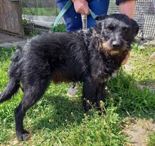 TADE, Hund, Schnauzer-Mix in Ungarn - Bild 4