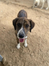 NYSA, Hund, Mischlingshund in Griechenland - Bild 3