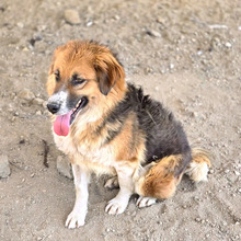 KATHI, Hund, Mischlingshund in Griechenland - Bild 1