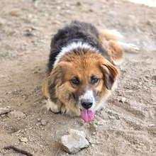 KATHI, Hund, Mischlingshund in Griechenland - Bild 2