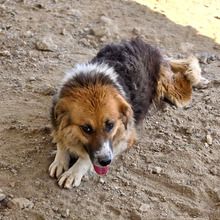 KATHI, Hund, Mischlingshund in Griechenland - Bild 3