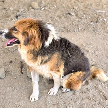 KATHI, Hund, Mischlingshund in Griechenland - Bild 4