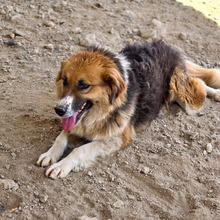 KATHI, Hund, Mischlingshund in Griechenland - Bild 5