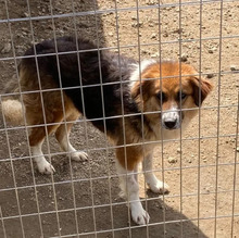 KATHI, Hund, Mischlingshund in Griechenland - Bild 6