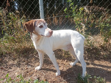 CHAPA, Hund, Labrador-Epagneul Breton-Mix in Pfaffenweiler - Bild 2