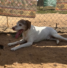 CHAPA, Hund, Labrador-Epagneul Breton-Mix in Pfaffenweiler - Bild 5