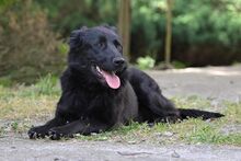 LUNA, Hund, Mischlingshund in Polen - Bild 7