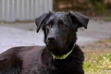 LUNA, Hund, Mischlingshund in Bad Wünnenberg - Bild 1