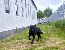 LUNA, Hund, Mischlingshund in Bad Wünnenberg - Bild 10